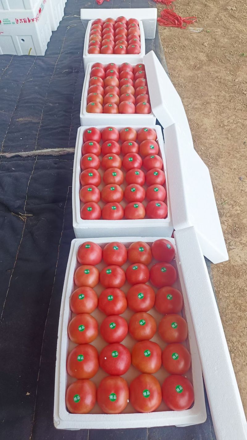 硬粉西红柿量大，品质好