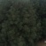 白皮松，2一4米价格双方商议