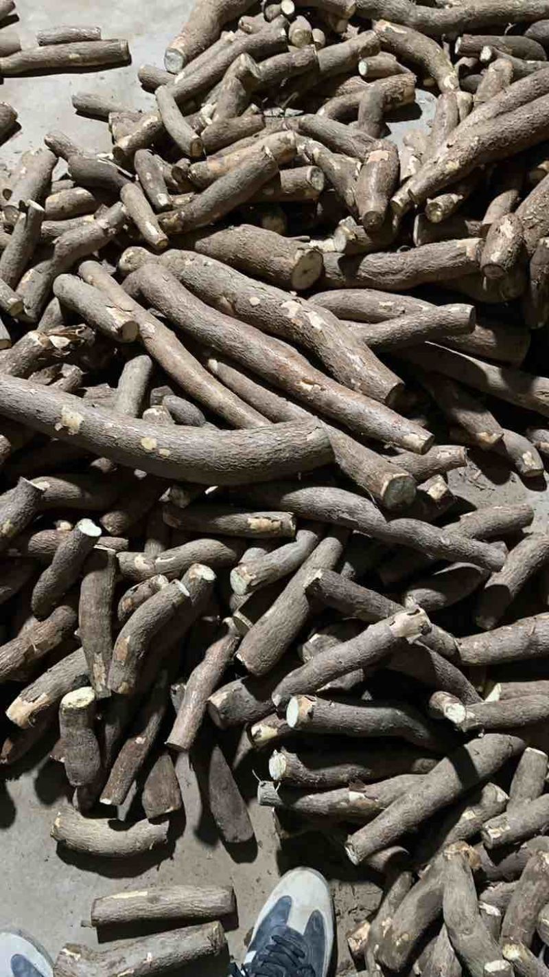 黄心木薯