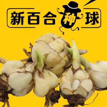 百合种球