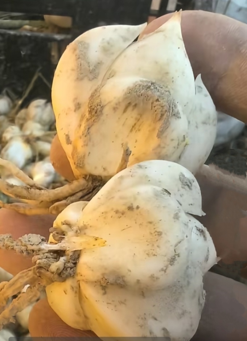 百合种球