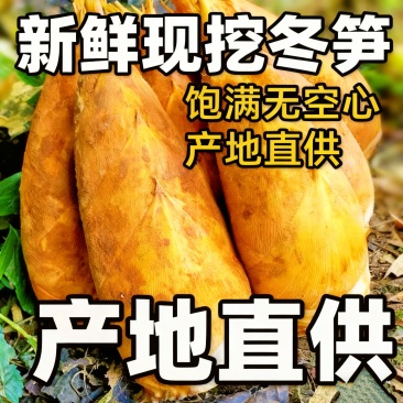 农家现挖冬笋，