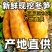 农家现挖冬笋，