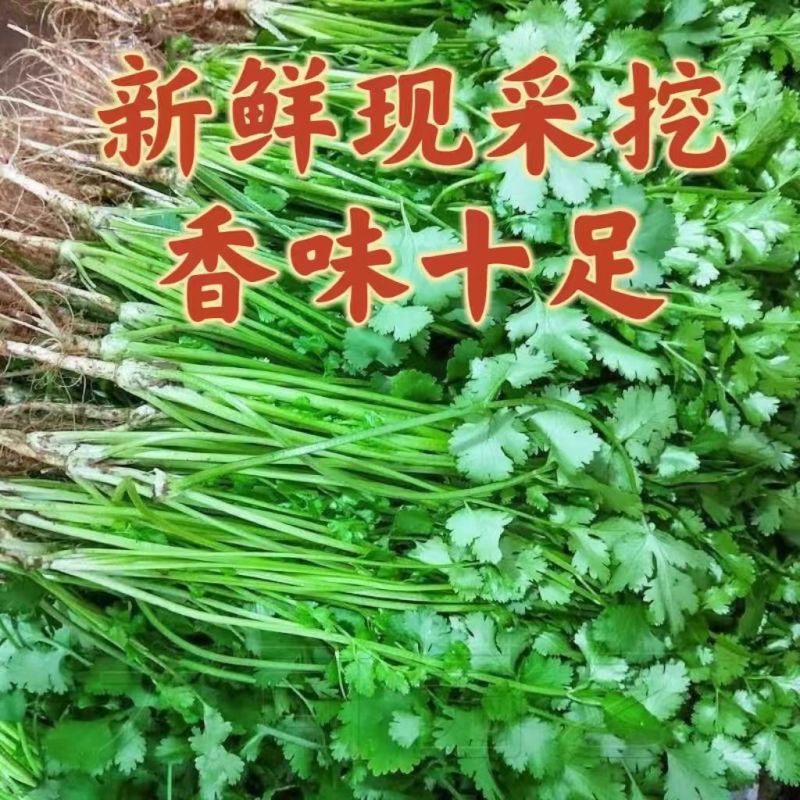山东香菜