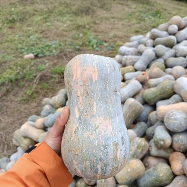 云南花生南瓜，个头均匀，现货直发