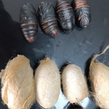 柞蚕蚕茧