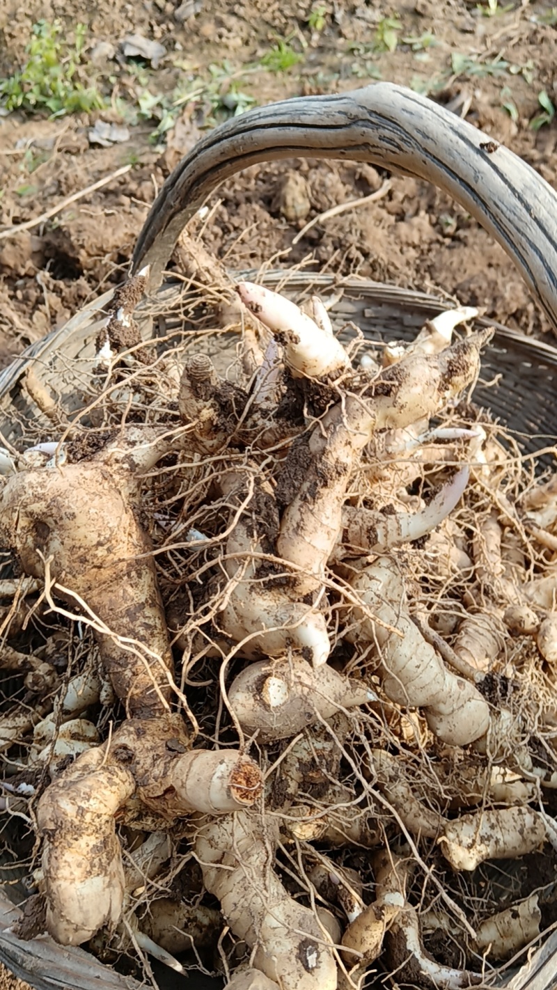 黄精种芽