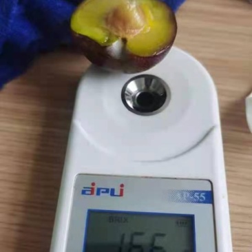 双棒山药