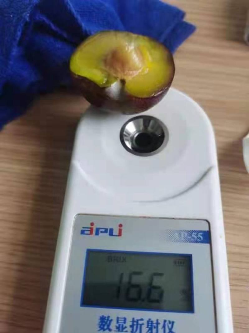 双棒山药