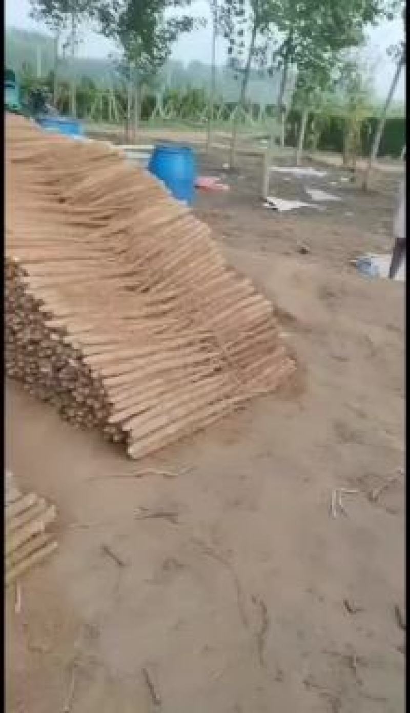 双棒山药