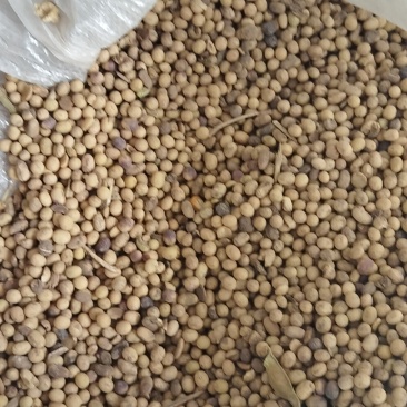 有两吨黄豆出售。