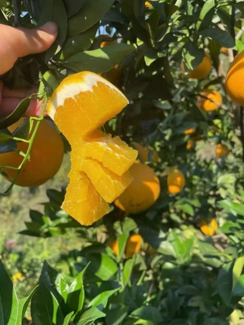 江西赣州安远赣南脐橙