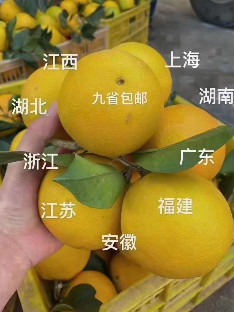 江西赣州安远赣南脐橙