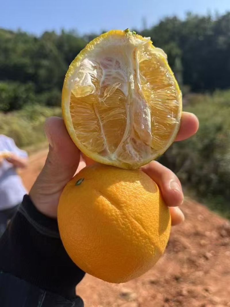 脐橙