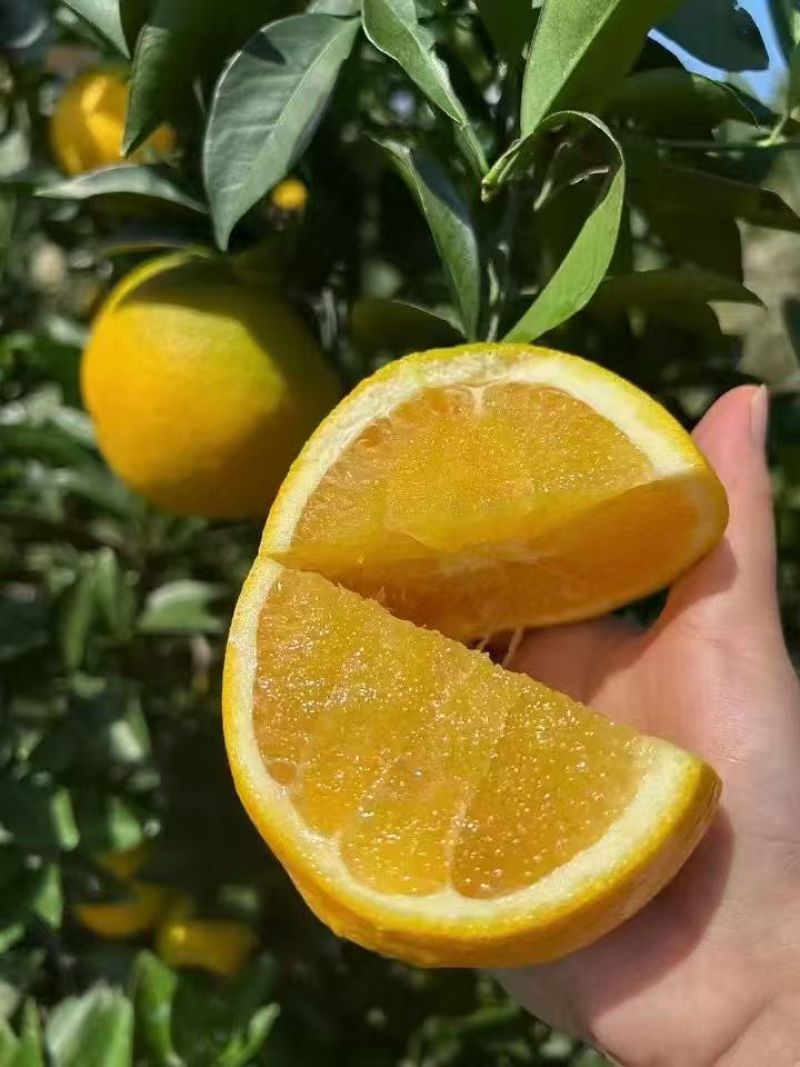 脐橙