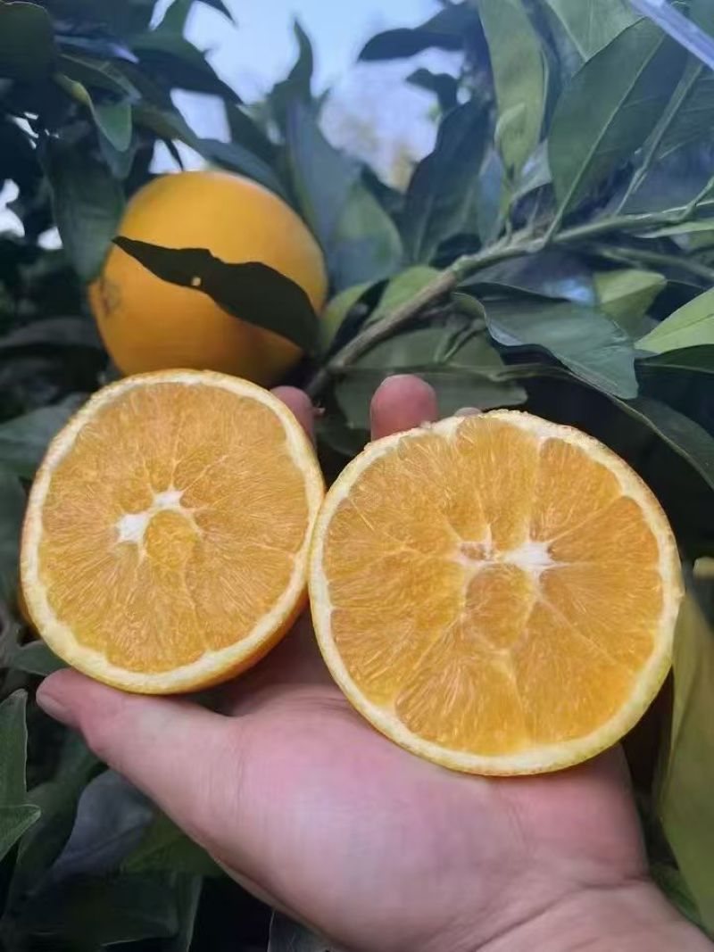 脐橙