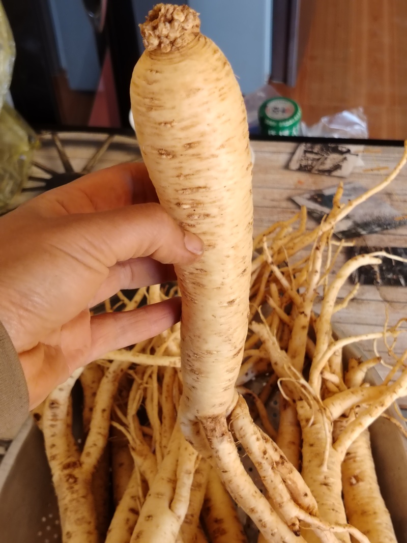 贵州黄党参