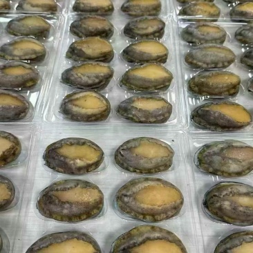 威海野生大鲍鱼