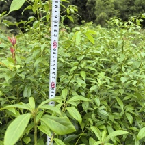 楠木容器苗，苗圃直发，诚信经营，量大从优，欢迎来电