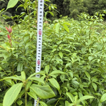 楠木容器苗，苗圃直发，诚信经营，量大从优，欢迎来电