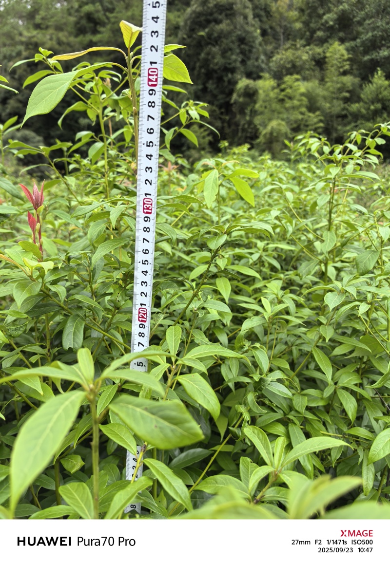 楠木容器苗，苗圃直发，诚信经营，量大从优，欢迎来电