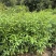 楠木容器苗，苗圃直发，诚信经营，量大从优，欢迎来电