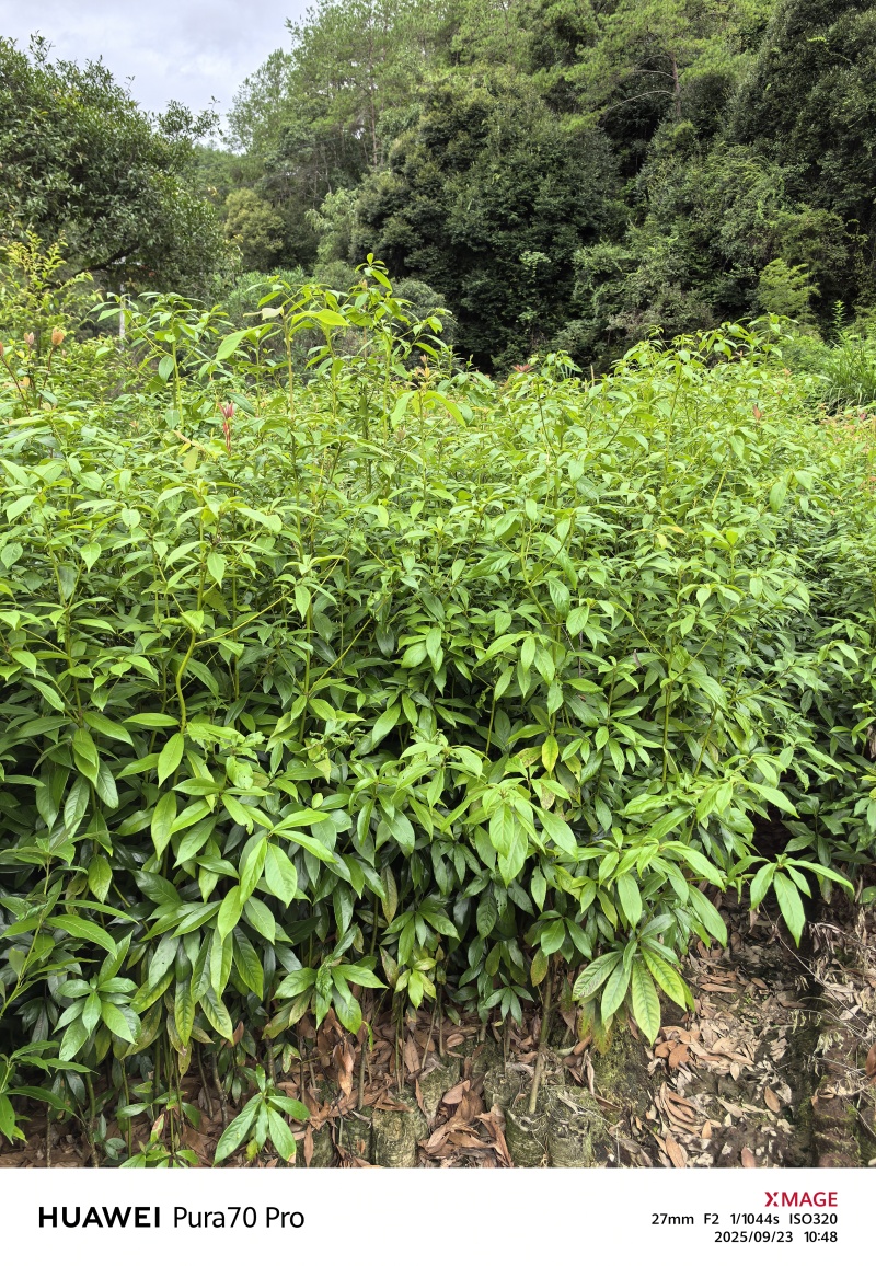 楠木容器苗，苗圃直发，诚信经营，量大从优，欢迎来电