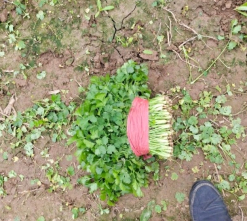 河南精品香菜，长势喜人，地头装车，代收代办，需要的老板下手了