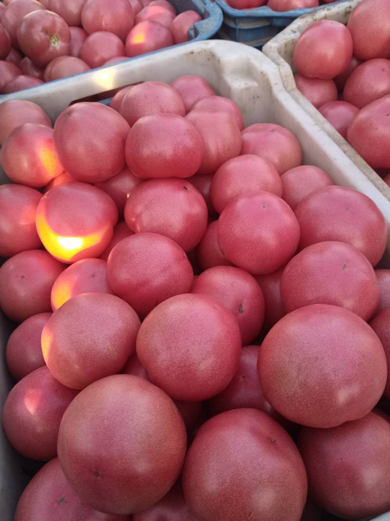 饶阳硬粉西红柿大量上市