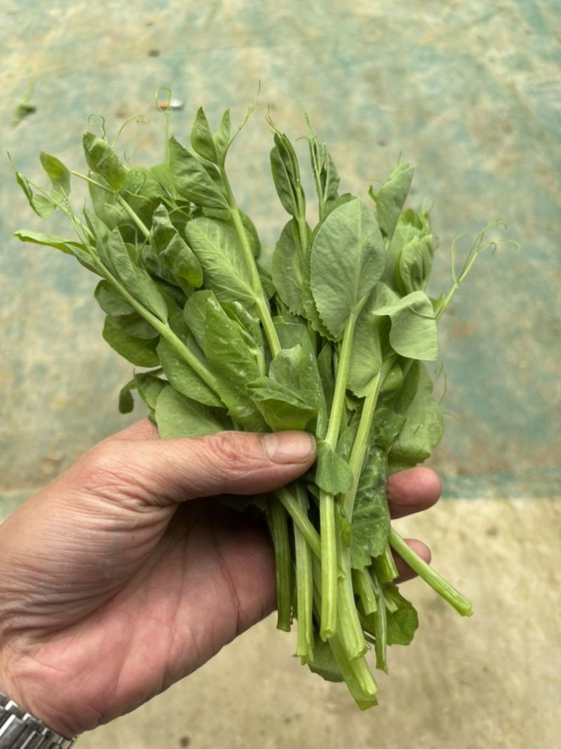 贵州豌豆颠