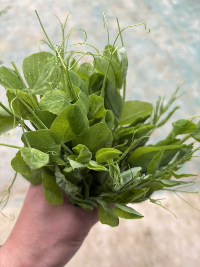 贵州豌豆颠