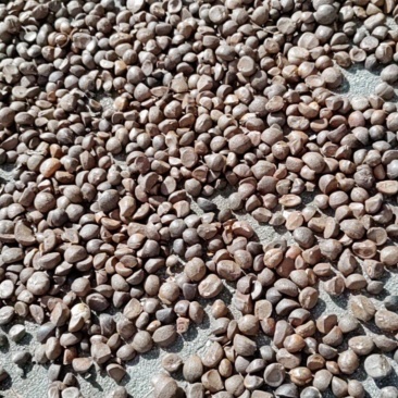 高山油茶籽