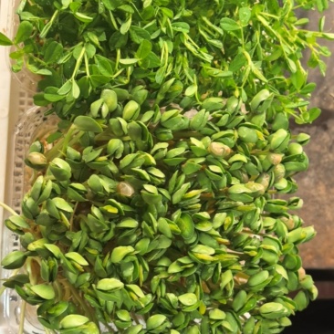 蔬菜豆苗