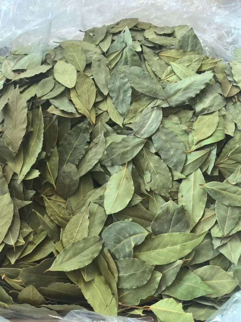 特绿香叶统货精选货