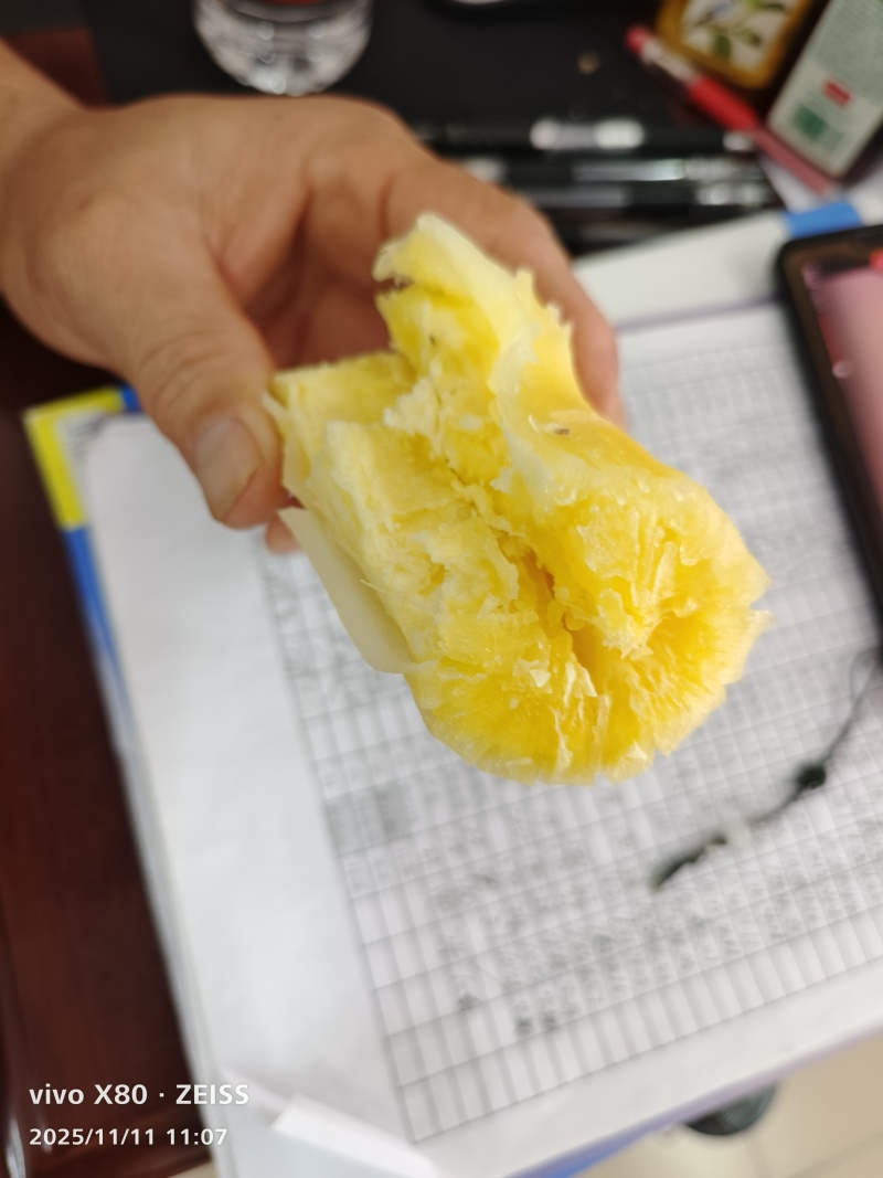 广西钦州华南9号黄心木薯