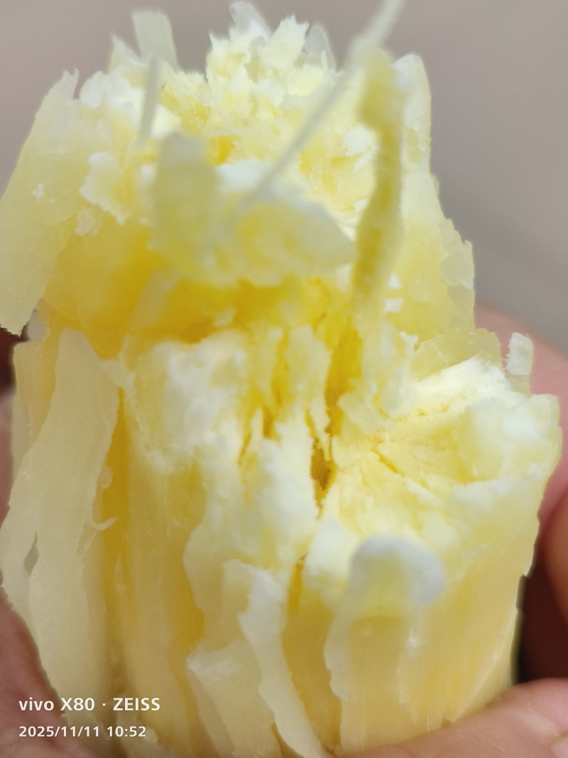 广西钦州华南9号黄心木薯