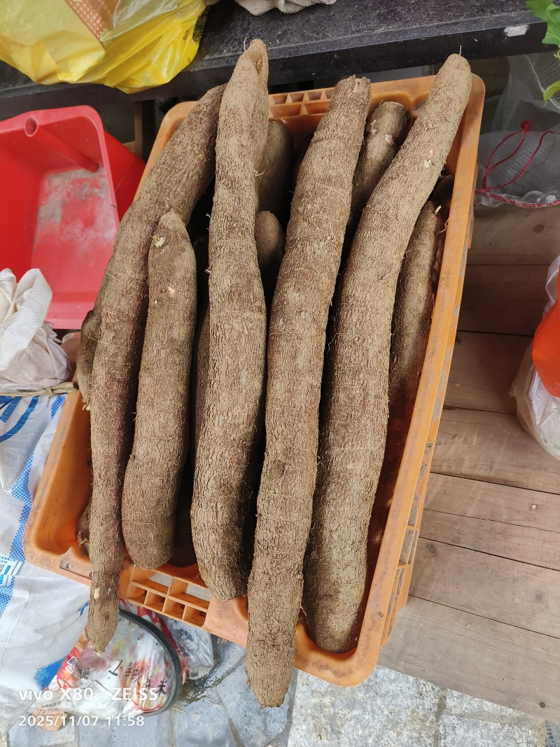 广西钦州华南9号黄心木薯