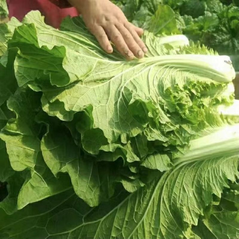 东北饭包白菜叶