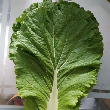 东北饭包白菜叶
