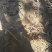 高山***冬笋