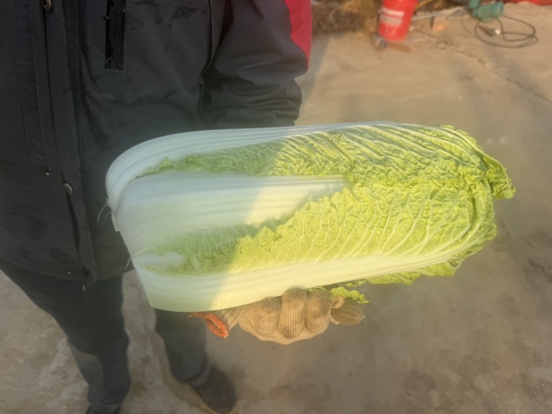 北京新三号大白菜