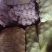 甘肃红皮土豆