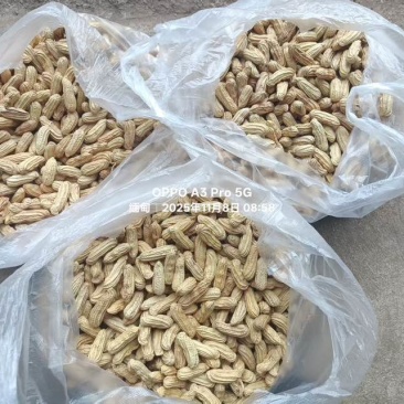 云南七彩花生，黑花生花青素含量丰富，奶香味，无科技狠活，
