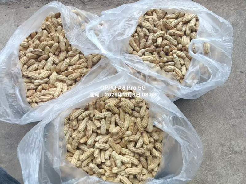 云南七彩花生，黑花生花青素含量丰富，奶香味，无科技狠活，