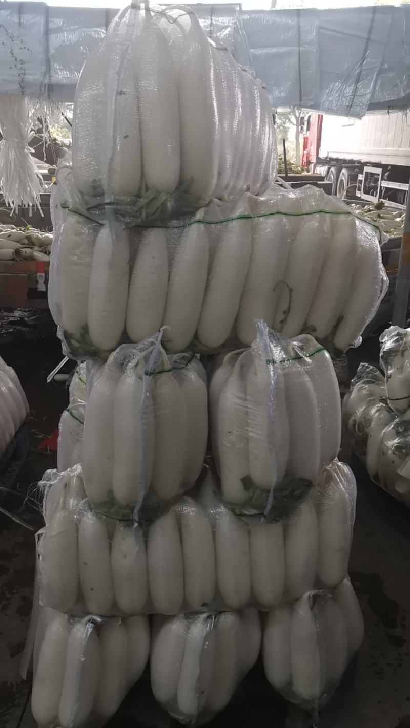 湖北江汉平原优质白萝卜