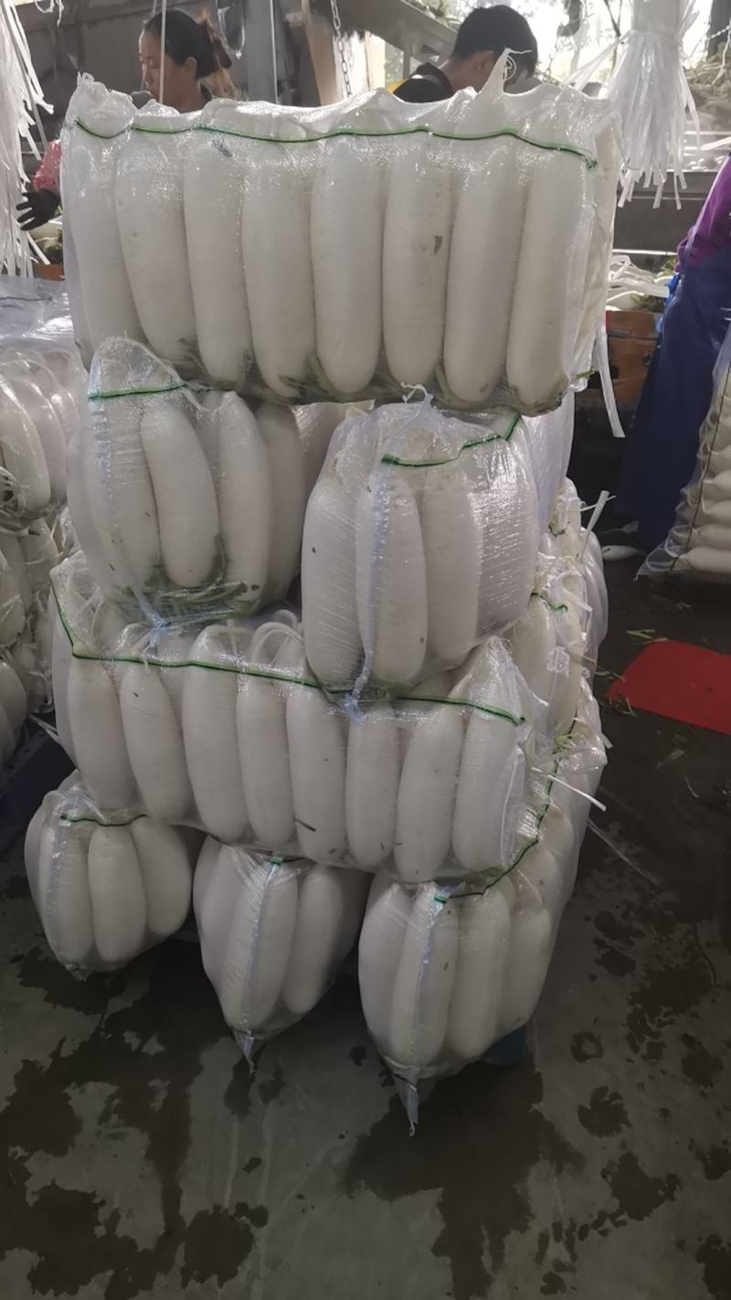 湖北江汉平原优质白萝卜