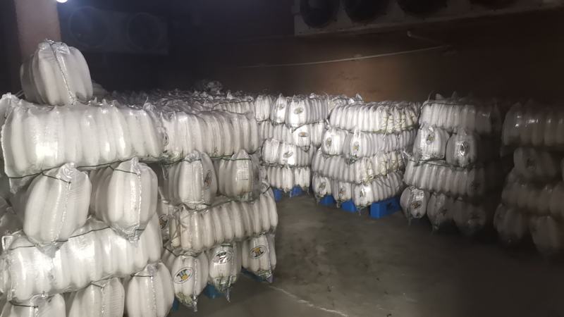 湖北江汉平原优质白萝卜