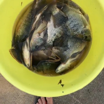 水库罗非鱼