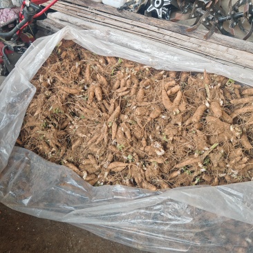 玄参