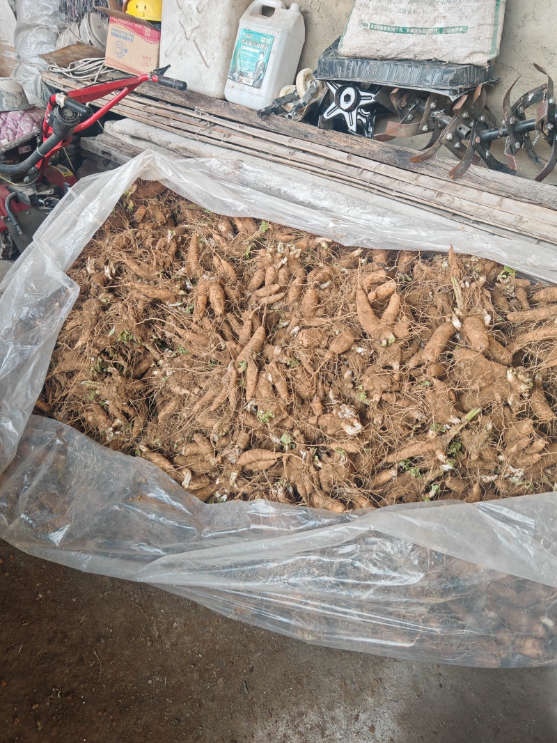 玄参